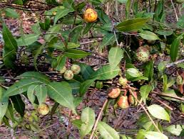 Image result for Landolphia rufescens