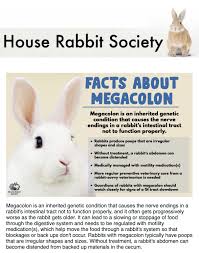 Magic Happens Rabbit Rescue > Resources > Megacolon” style=”width: 100%; height: auto; title=”Magic Happens Rabbit Rescue > Resources > Megacolon”><figcaption style=
