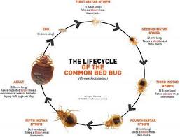 Rid all termite & pest. Rid All Pest Control Home Facebook