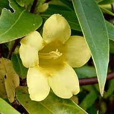 Send flowers, plants & gift baskets to south carolina! South Carolina State Flower Yellow Jessamine Gelsemium Sempervirens From Netstate Com