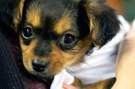 Browse our wide selection of puppies for adoption below. National Puppy Laundering Ring Based In Iowa Dismantled