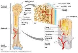 Label the main bones for your body printable. 06 03 Longbone 22tidmu Jpg 800 545 Human Bones Anatomy Human Body Anatomy Basic Anatomy And Physiology