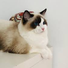Dolce Vita Ragdolls Dolce Vita Queen Delilah Nossa Grandona Mais Meiga Facebook