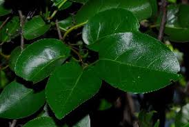 Image result for Cordia goetzei