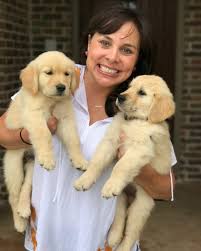Golden retrievers are among america's most popular breeds. Golden Retriever Puppies For Sale San Diego Ca 206010
