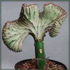 See more ideas about buy cactus, echeveria, all plants. Euphorbia Lactea Cristata Grafted Variegated Cactus Import From Thailand Num 1 Ebay