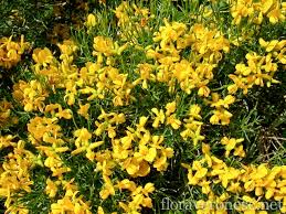 Il suo nome botanico è mirabilis jalapa. Fiori E Profumi Per Tutte Le Stagioni