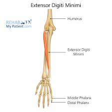 The extensor digiti minimi muscle is thought to originate from the extensor digitorum muscle. Extensor Digiti Minimi Rehab My Patient