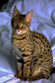 F3 Savannah Cat Pictures Cat Breeds Popular Cat Breeds Most Popular Cat Breeds
