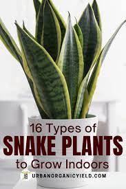 Various Types Of Snake Plants For Indoor Garden In 2021 Plants Snake Plant Common House Plants