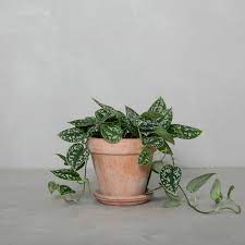 It's the third time italy wins eurovision. Maneskin Fra Greenify Fa Den Leveret Direkte Hjem Til Dig Plante Indretning Haengende Planter Indendors Potteplante