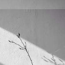 Wijzijnkees On Instagram Our Second Home Studiowijzijnkees Shadow Magnolia Light Spring Gray Aesthetic Black And White Photo Wall Aesthetic Photography
