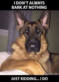 Ichive German Shepherd Puppies German Shepherd Memes German Shepherd Funny