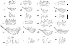 Image result for Lebeckia linearifolia