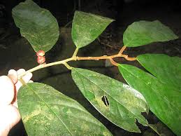 Image result for Cleistanthus