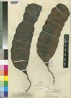 Image result for Entada bacillaris