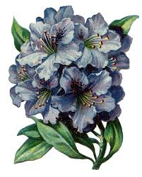 Featured above is a wonderful vintage coloring page of a rhododendron branch. 5 Rhododendron Images Beautiful Flowers The Graphics Fairy