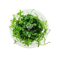 Image result for Mostuea hirsuta