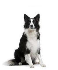 Look at pictures of border border collie puppies and dogs. Border Collie Intelligent Tuchtig Und Gelehrig Pedigree