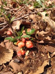 4 10クサボケ 草木瓜 学名 chaenomeles japonica 英 japanese quince は バラ科ボケ属の一つ 50cmほど 実や枝も小振り カラマツソウ バラ イワタバコ
