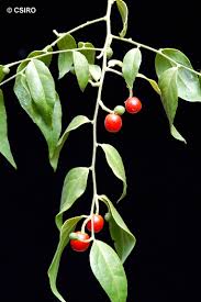 Image result for Fuirena leptostachya