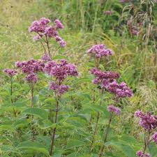 Plant either from seed or potted plants. Coastal Joe Pye Weed Eutrochium Dubium Wild Seed Project