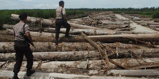 Data global tahunan mengenai pelepasan karbon dioksida daripada jumlah penebangan hutan adalah 25% daripada jumlah pelepasan karbon. Hutan Di Kalteng Digunduli Negara Rugi Ratusan Juta Dolar As Merdeka Com