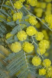 Image result for Acacia dealbata