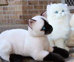 Plush Cat Toy Siamese White Cat Realistic Looking Plushie Bocchetta Plush Toys Realistic Cat Plush Stuffed Animal Cat Cat Toys