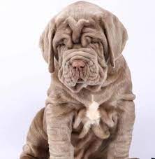 The neapolitan mastiff is a serious, powerful dog. Neapolitan Mastiff For Sale Neapolitan Mastiff Puppy For Sale Dav Pet Lovers