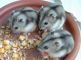 Campbell's dwarf russian hamsters are nocturnal but may be active for short times during the day too. Adopting A Small Pet All You Need To Know About Hamsters