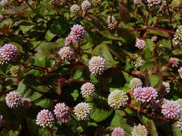 Image result for Persicaria hystricula