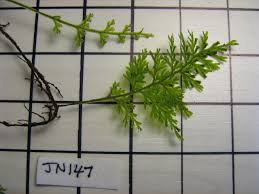 Image result for Polyphlebium