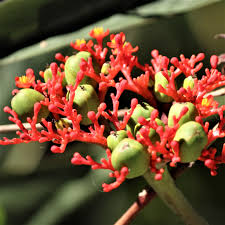 Image result for Jatropha botswanica