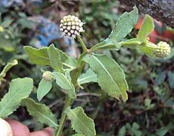 Image result for Sphaeranthus foliosus