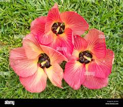 Image result for Hibiscus tiliaceus