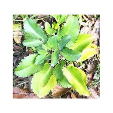 Image result for Bryophyllum
