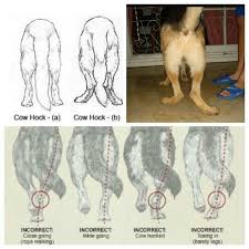 Hock Walkers Dog Activities German Shepherd Training German Shepherd Dogs