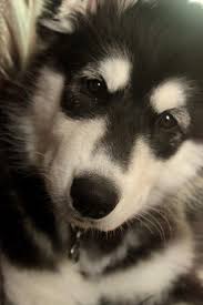 Maya The Malamute Get Ready For Cuteness With Images Malamute Dog Malamute Siberian Husky Dog