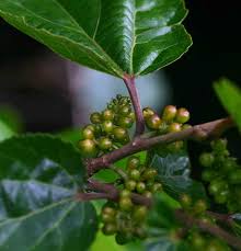 Image result for Trimeria