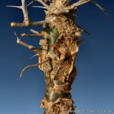 Image result for Commiphora caerulea