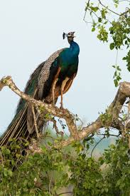 500px Te Milan Zygmunt Tarafindan Indian Peafowl Fotografi Hayvanlar Kus Kusu