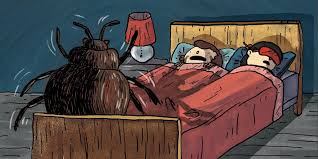 The level at which irritations will. What To Do If You Have Bedbugs In 2020 Wirecutter