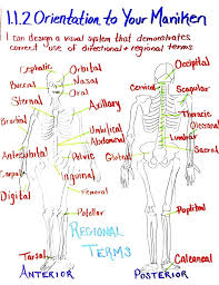 Human Body Systems