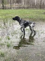 More than 95% of the pups we place today live indoors as a loyal member of their human family. Stud Dog Black And White Male German Shorthaired Pointer Breed Your Dog