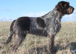 In contrast, buying wirehaired pointing griffons from breeders can be prohibitively expensive. Spinone Italiano Pets Australia