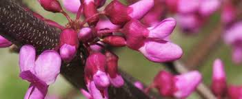 Spring is the season for enjoying fresh flowers from the redbud tree. Cercis Species Eastern Redbud Canadian Redbud Judas Tree Cercis Canadensis