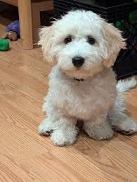 Help for Maltipoo's Excitement in Group Training Classes