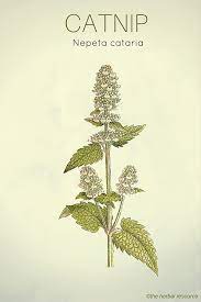 Catnip Health Benefits And Side Effects Herbs Illustration Herbalism Herbal Medicine