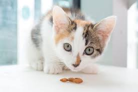 1.5 = 1 year and 6 months. When Do Cats Stop Growing Here S When Cats Reach Their Full Size Catster